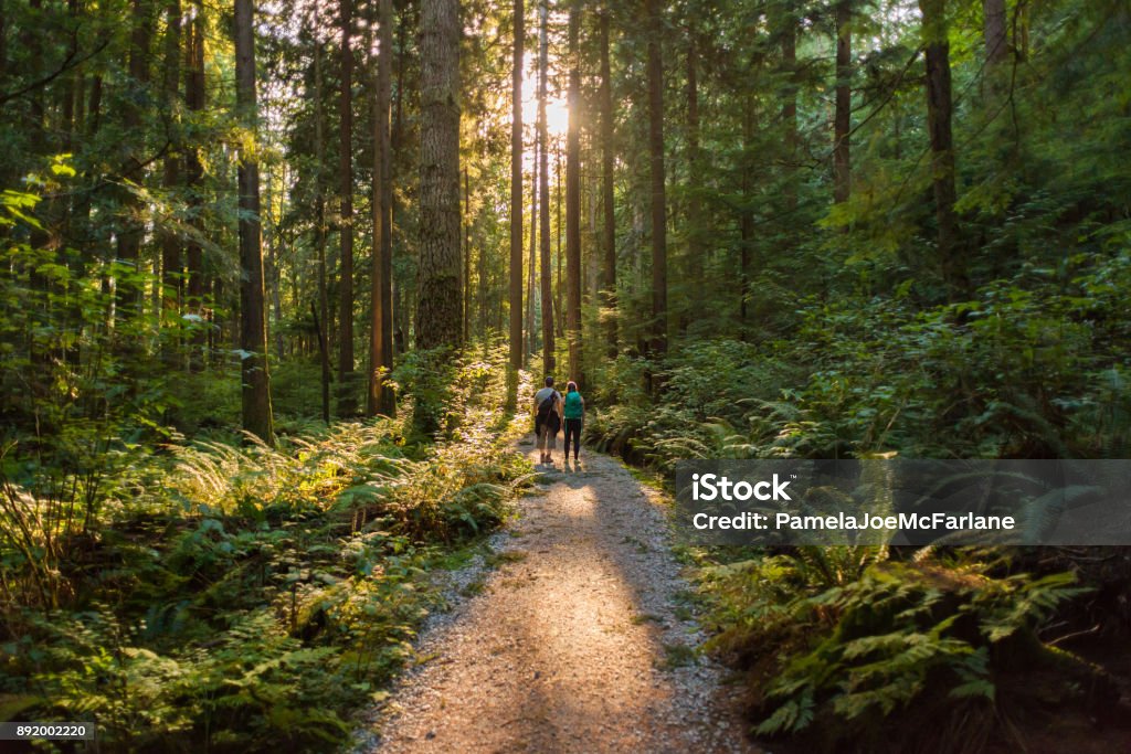 Forest trail in Lynn Valley, North Vancouver's most desirable neighbourhood